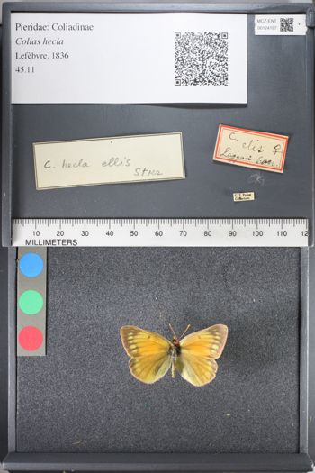 Media type: image;   Entomology 124197